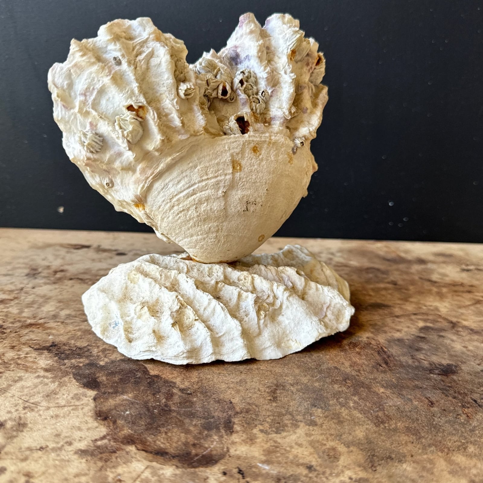 Vintage Heart-Shaped Shell Art - Monte Visión